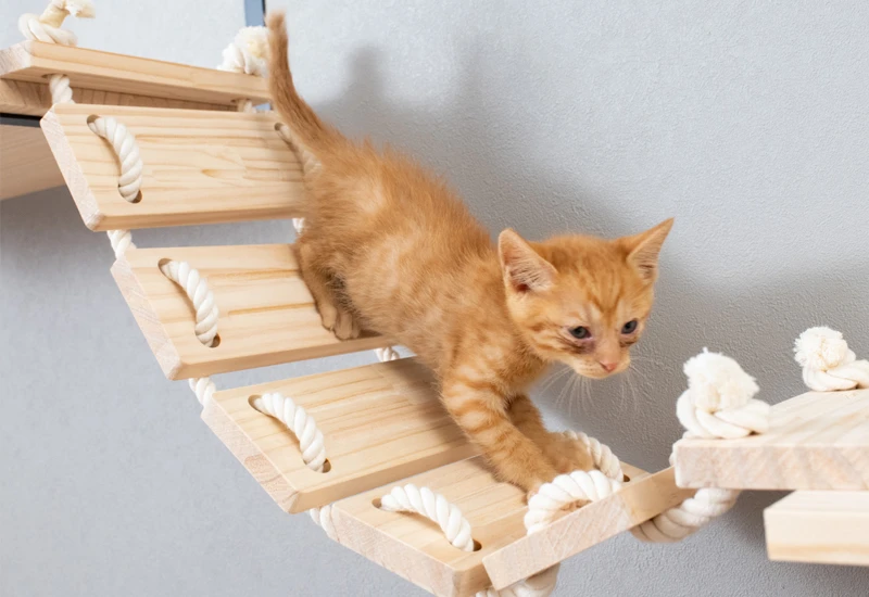 キャットウォークを設置するメリット