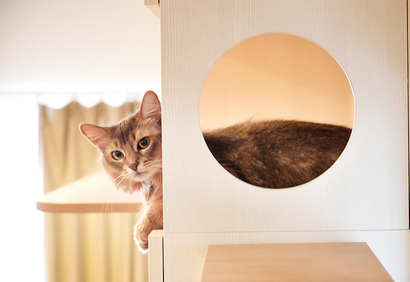 キャットウォークの設置におすすめの場所