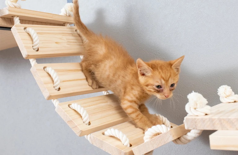 猫と暮らす家！キャットウォークをつくる際の注意点｜大阪府東大阪市のリフォームなら株式会社JOY
